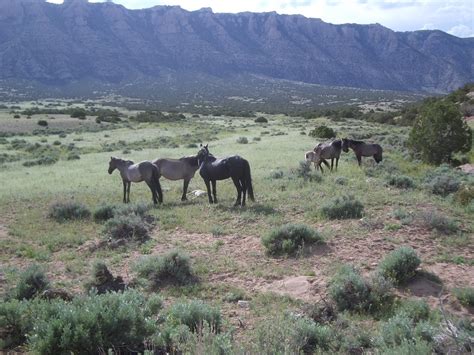 pryor mountain wild horse range bighorn canyon national recreation