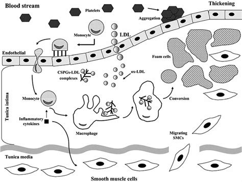 A Schematic Presentation Showing The Recruitment Of Monocytes During