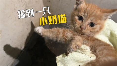 不知道捡到小奶猫，是福是祸？高清1080p在线观看平台腾讯视频