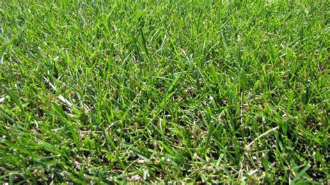 For Fall Fescue Growth Hold Off On N Application Until August Crop