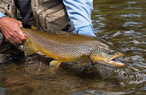 A Brown Trout Quirk Hatch Magazine Fly Fishing Etc