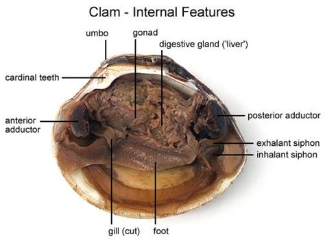 Clam Internal Anatomy Anatomy Drawing Diagram