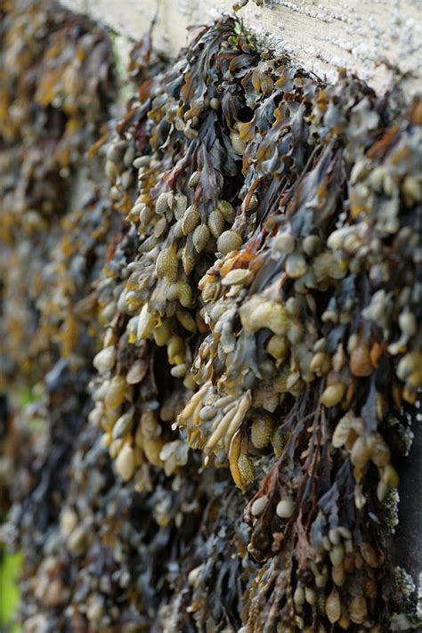 Bladderwrack Seaweed Photograph By Victoria Firmston Fine Art America