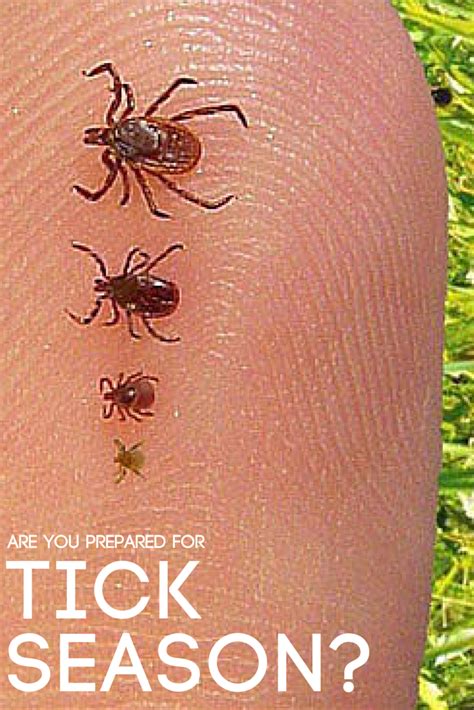How To Remove A Grey Tick From Dog Howotremvo