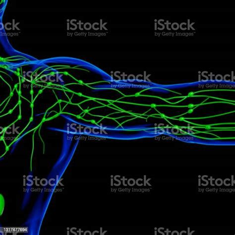 Human Lymph Nodes Anatomy For Medical Concept 3d Rendering Stock Photo