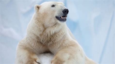 Polar Bear Without Hair ~ Pict Art