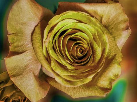 Gold Rose Free Stock Photo Public Domain Pictures