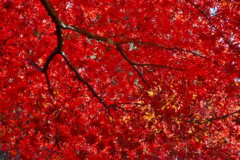 Free Photo Red Leaves Branches Leaves Plant Free Download Jooinn