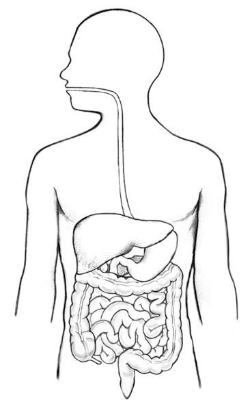 Digestive Tract Media Asset Niddk