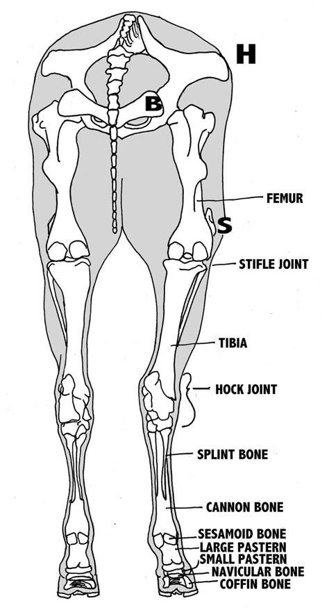 Pix For Horse Leg Bone Anatomy Anatomia Veterinaria Anatomía