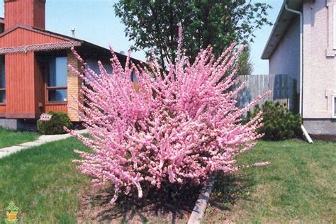 Lots of people desire their own almond tree. Dwarf Pink Flowering Almond | Dwarf shrubs, Shrubs ...