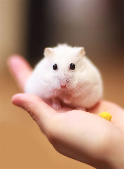 Winter White Hamster Facts Todo Lo Que Necesitas Saber Marks Trackside