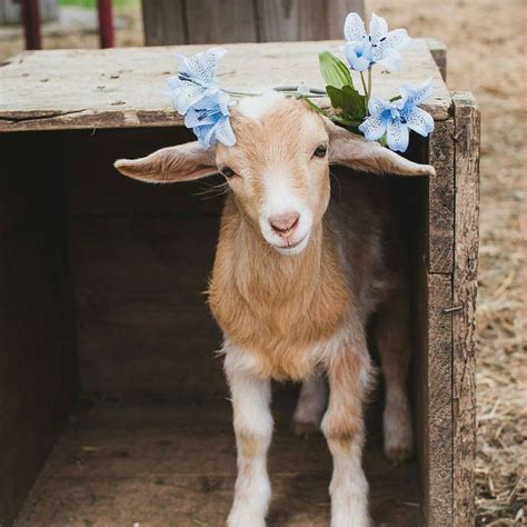 The 25 Best Farm Animals Ideas On Pinterest Farm Animals Pictures