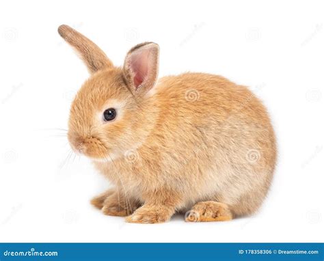 Red Brown Cute Baby Rabbit Isolated On White Background Stock Photo