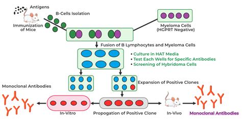 Monoclonal Antibody Definition Structure Functions Side Effects