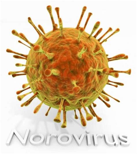 It passes easily through direct or indirect contact with an infected person. Norovirus: häufiger Erreger von Gastroenteritis