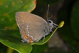 European Lepidoptera and their ecology: Satyrium ilicis