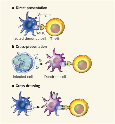 Antigen Presenting Cell Such As A Dendritic Cell Biological Science