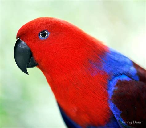 Female Eclectus Parrot I Want Pinterest