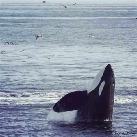 Endangered Species Southern Resident Killer Whales Raincoast Eco