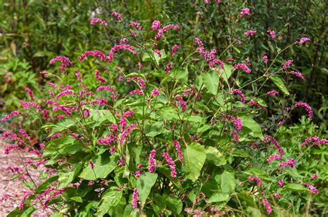 Polygonum Orientale Kiss Me Over The Garden Gate Plant