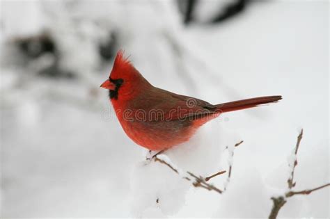 Male Cardinal Stock Image Image Of Cardinalin Snow 77081039