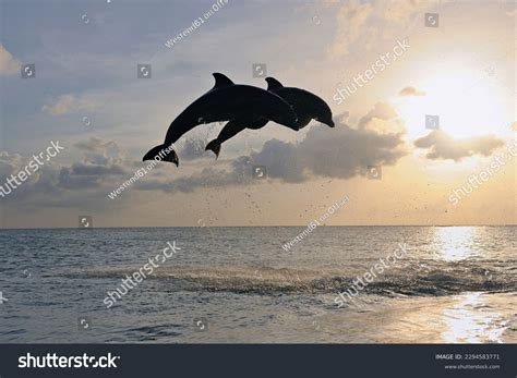 180774 Dolphin Images Stock Photos And Vectors Shutterstock