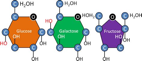 Três Açúcares Simples E Comuns Glicose Frutose E Galactose Glucose