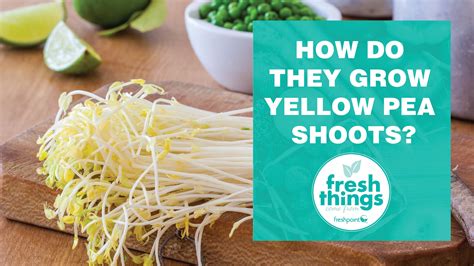 Freshpoint Video How Do They Grow Yellow Pea Shoots