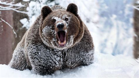 Grizzly Bear Wallpapers Top Free Grizzly Bear Backgrounds
