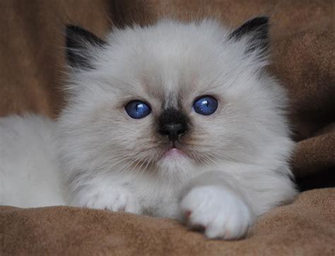 Ragdoll Cats Photo Gallery Bluegem Ragdolls Ragdoll Breeder Ohio