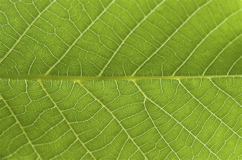 Abstract Closeup Green Leaf Texture Background Peace River Regional