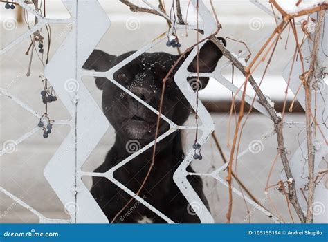 Angry Dog Behind A Fence Stock Photo Image Of Mammal 105155194