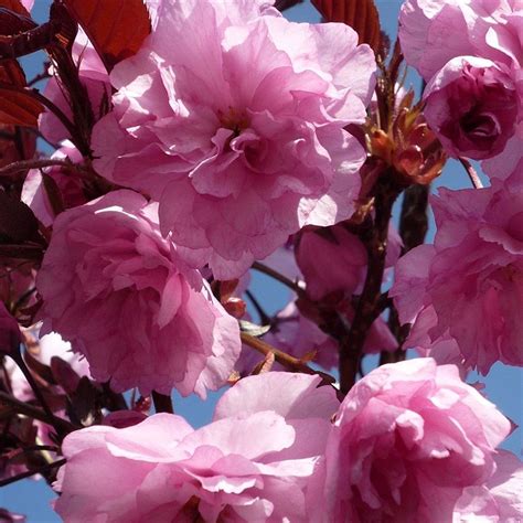 Dwarf Patio Royal Burgundy Flowering Japanese Cherry Tree 3 4ft 5l Pot