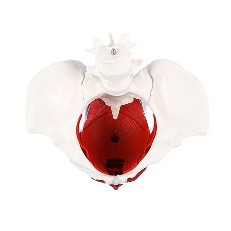 Buy Anatomical Female Pelvis Model With Two Segments Lumbar Spine Belt