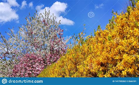 Beautiful Flowers And Fresh Foliage Of Spring Trees Stock Photo Image