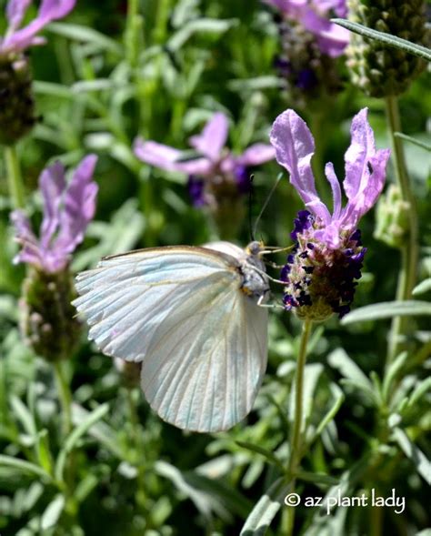 Butterfly Gardening For The Southwest Garden Ramblings From A Desert