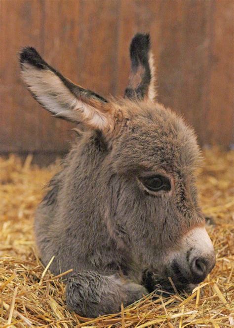 22 Photos Proving That Baby Donkeys Are The Cutest Animals Of The