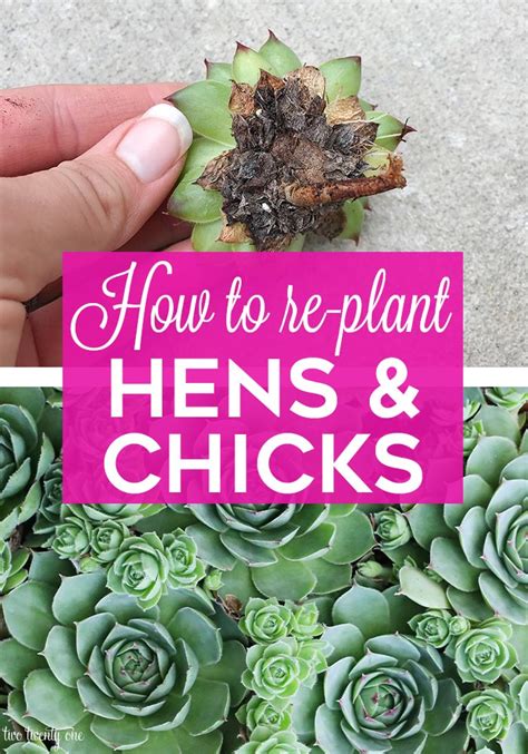 How To Plant Hens And Chicks