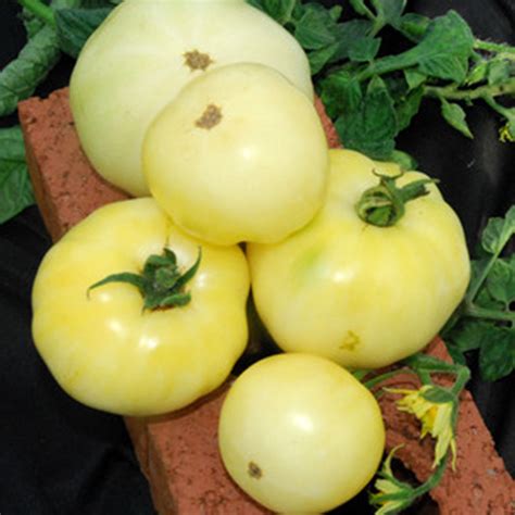 Great White Tomato Seeds Rare Seeds Fresh Seeds Heirloom Etsy