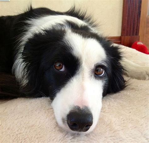 17 Things All Border Collie Owners Must Never Forget Collie Border