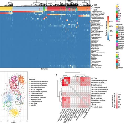 A New Classification Method For The Vaginal Microbiome A Three Types