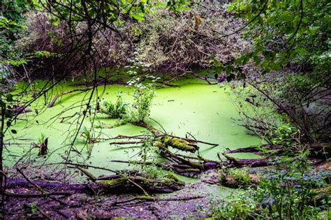 Premium Photo Beautiful Grass Swamp Reed Growing On Shore Reservoir