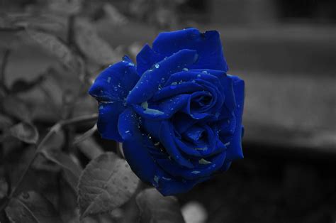 Black And Blue Flower Wallpaper Best Flower Site