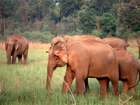 Asian Elephant Species Wwf