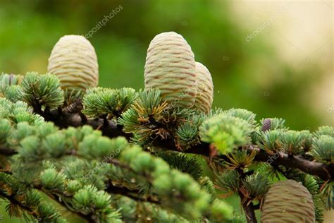 Lebanese Cedar Tree On — Stock Photo © Mikhasik 107361966
