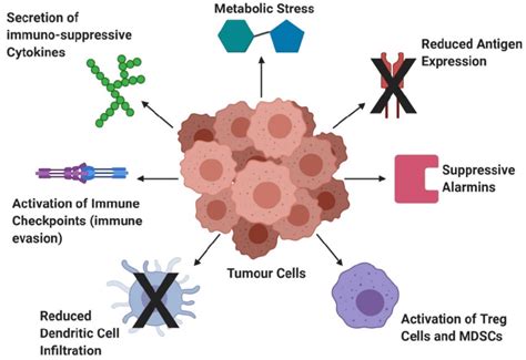 Dendritic Cell Dysfunction In Cancer Tumour Cells Have The Ability To