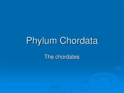Ppt Phylum Chordata Powerpoint Presentation Id162732