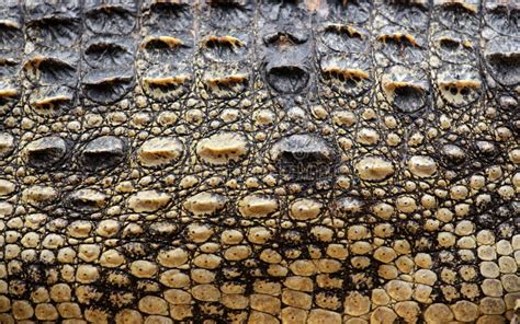 Crocodile Skin Texture Stock Photo Image Of Skin Abstract 29611792