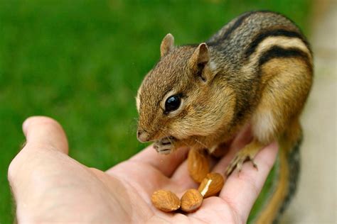 Chipmunk Names Tewsclubs